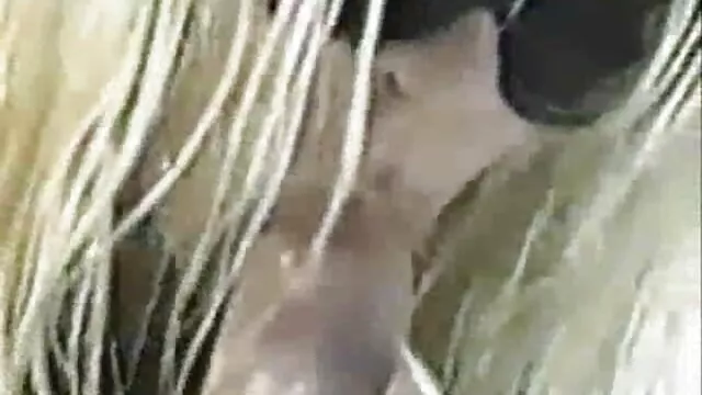 5 porn video
